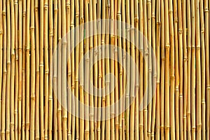 Bamboo Texture photo