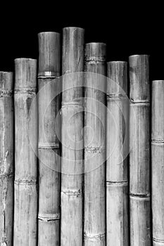 Bamboo Texture