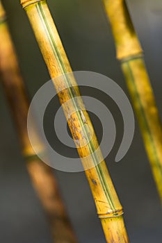 Background with natural bamboo pattern
