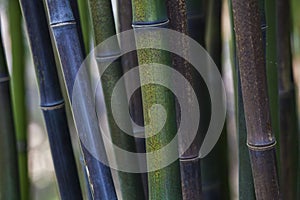 Bamboo thicket photo