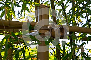 Bamboo thicket, shoots, leafs