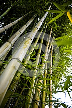 Bamboo thickets with lush green foliage