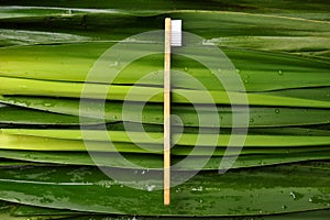 Bamboo toothbrush quickly becoming a staple in many households, not only because they`re naturally antimicrobial, but also b