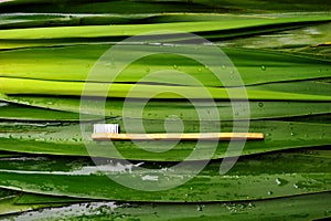 Bamboo toothbrushes are quickly becoming a staple in many households, not only because they`re naturally antimicrobial, but also b