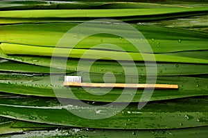 Bamboo toothbrushes are quickly becoming a staple in many households, not only because they`re naturally antimicrobial, but also b