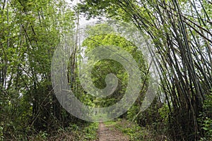 bamboo trail, Cambodia