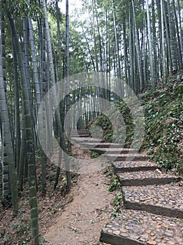 Bamboo Trail