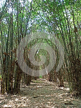 Bamboo Trail