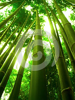 Bamboo tree