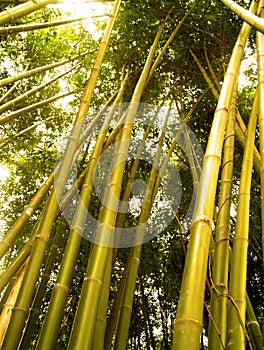 Bamboo tree 2