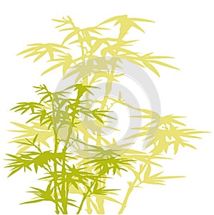 Bamboo tree