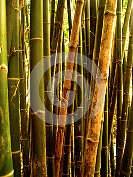 Bamboo tree 89