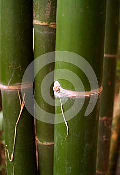 Bamboo tree 91