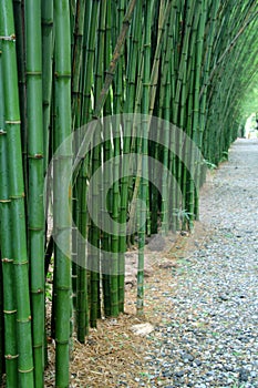 Bamboo tree