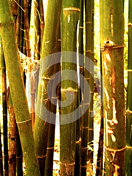 Bamboo tree 98