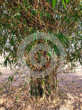 Bamboo tree, area of ashti.