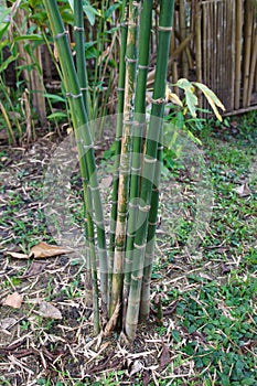 Bamboo tree or Bambusa Multiplex (Lour.)