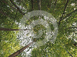 bamboo tree (Bambusoideae) background photo