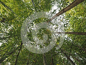 bamboo tree (Bambusoideae) background photo