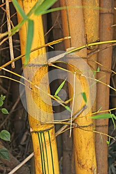 Bamboo tree, Boquete, Chiriqui, Panama photo