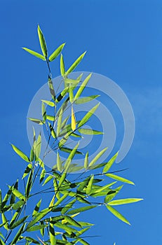 Bamboo Tree Branch against Blue Sky