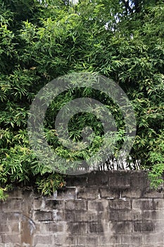 Bamboo tree with dirty gray concrete wall