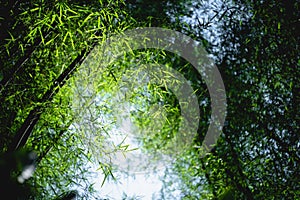 Bamboo tree bamboo forest green nature