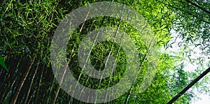 Bamboo tree bamboo forest green nature