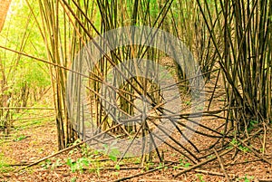 Bamboo tree in the forest.