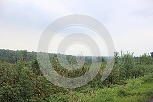 Bamboo Tree Forest in Indonesia