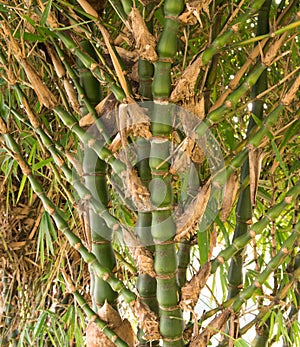 Bambù un albero 