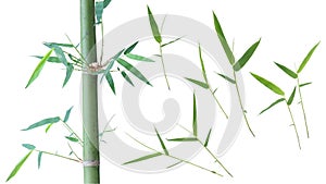 Bamboo tree isolated on white background