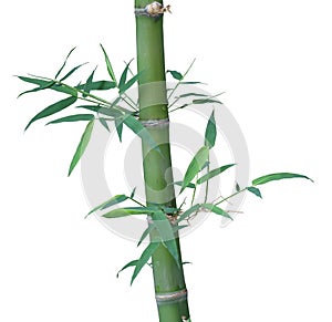 Bamboo tree isolated on white background
