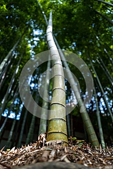 Bamboo tree in Kamakura in Japan