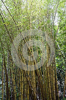 Bamboo tree landscape in rainforest, Malaysia
