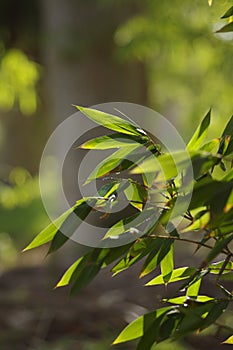 Bamboo Tree Leaf