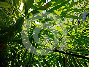 Bamboo tree leaf greenery garden
