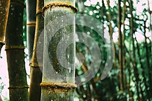Bamboo tree leaf in the real forest. When Looking up.
