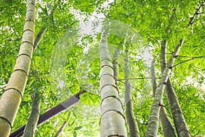Bamboo tree leaf in the real forest. When Looking up.