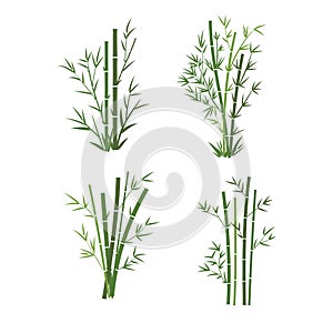 Bamboo tree leaf vector illustration