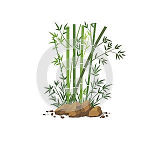 Bamboo tree leaf vector illustration