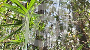 Bamboo tree leaves blowing in the gentle breeze on a sunny day