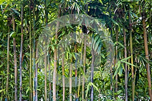 Bamboo tree planted as a fence around the garden of a house. Bamboo background texture