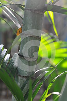 Bamboo tree, Thailand