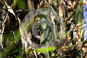 Bamboo tree trunk with blur background