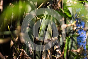 Bamboo tree trunk with blur background