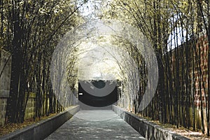 Bamboo tree tunnel & walkway pathway road