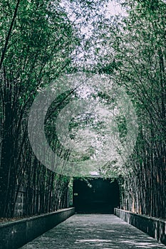 Bamboo tree tunnel & walkway pathway road