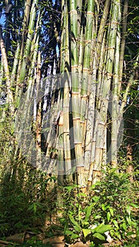 A bamboo tree that is upright and soars into the sky