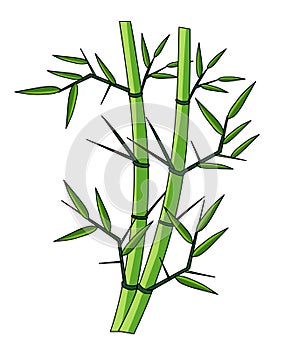 Bamboo Tree voter illustration.Bamboo stock image vector